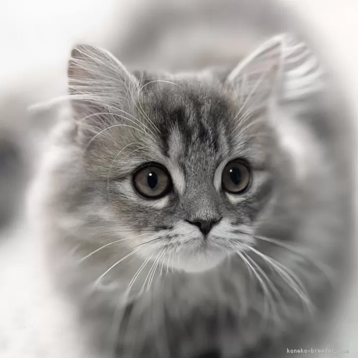 ID:2311-02188の子猫