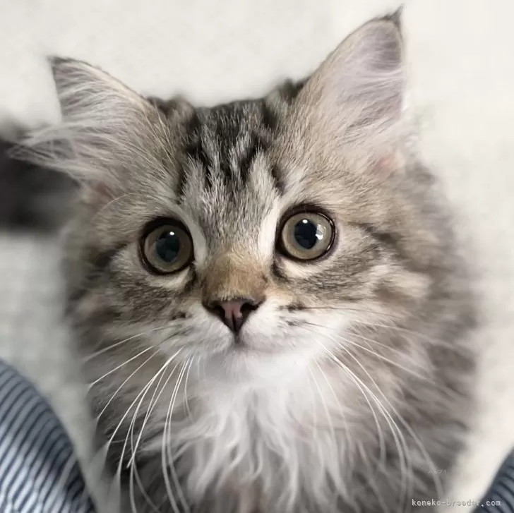 ID：2406-00608の子猫