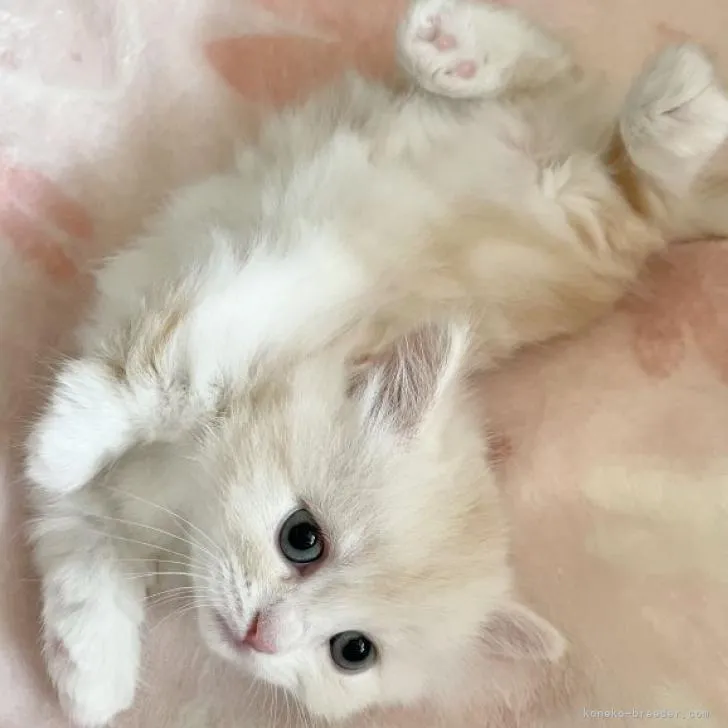 M.O 様のお迎えした子猫