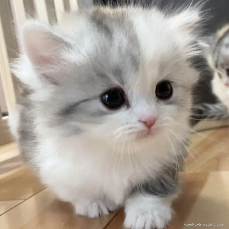 ID:2301-00310の子猫