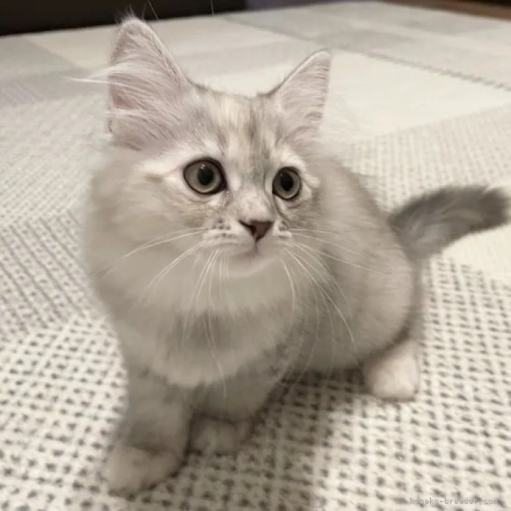 ID：2304-02731の子猫
