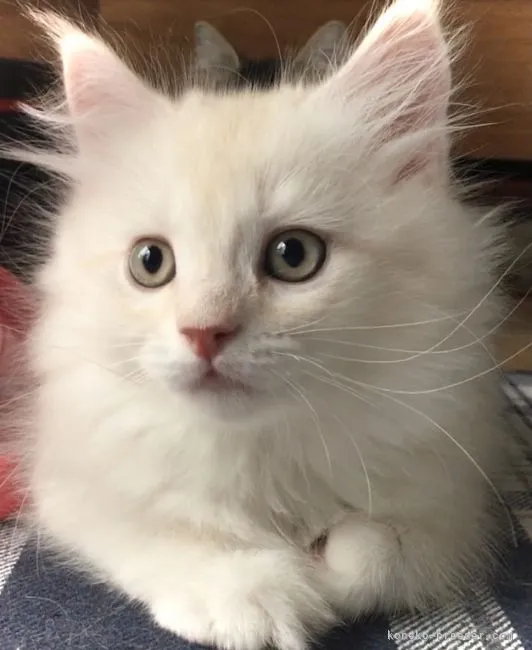 ID：2109-01538の子猫