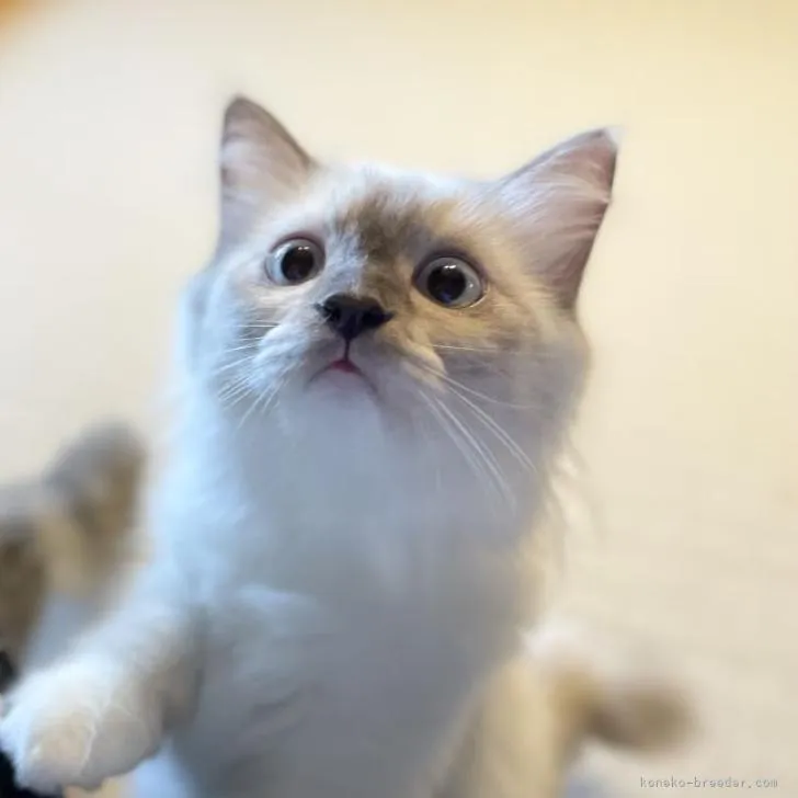 ID：2205-01896の子猫