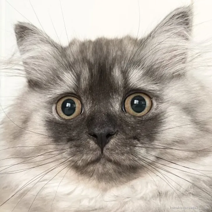 M·N 様のお迎えした子猫