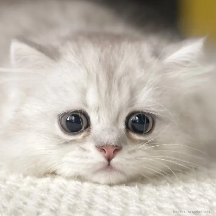 ID：2309-00618の子猫