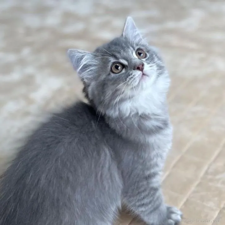 ID：2209-00053の子猫