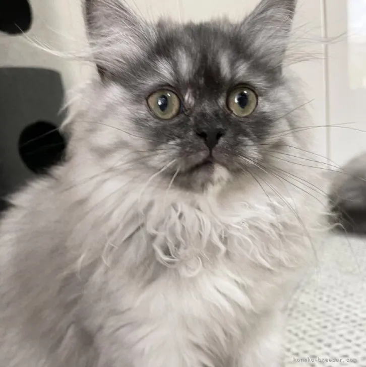 M·N 様のお迎えした子猫