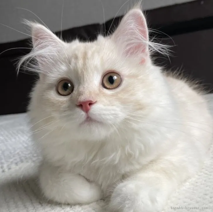 ID：2301-00319の子猫