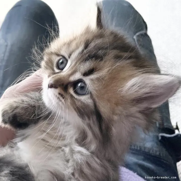 ID：2302-00692の子猫