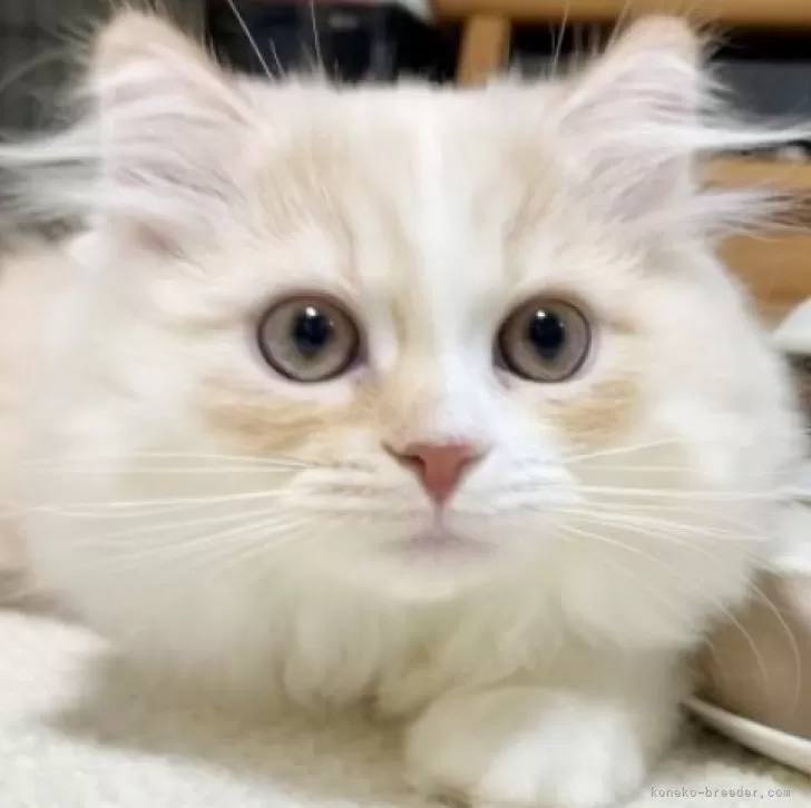 ID:2408-02701の子猫