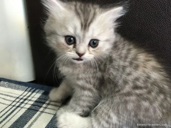 ID:2107-01823の子猫