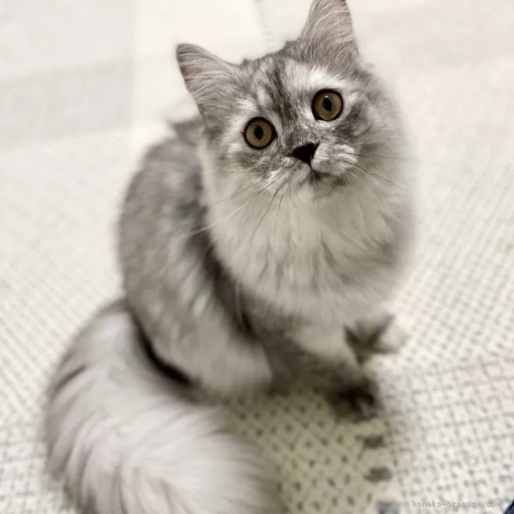 ID：2406-00617の子猫