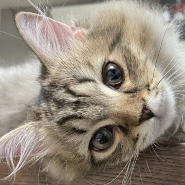 ミヌエット(長足)【愛知県・男の子・2023年4月8日・ブラウンタビー（滑らか）】の写真「超整った顔立ちのゴージャスミヌエット♂🥰」