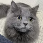 ミヌエット(長足)【愛知県・男の子・2024年5月13日・ブルー】の写真1