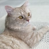 マンチカン【・男の子・2020年6月7日・クリームタビー】「ヤンチャだった子供時代」