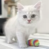 ミヌエット(長足)【愛知県・男の子・2025年10月10日・クリーム&ホワイト】の写真10