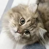 ミヌエット(長足)【愛知県・男の子・2025年4月29日・ブラウンマッカレルタビー】の写真10