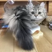 ミヌエット(長足)【愛知県・男の子・2025年5月30日・ブラウンタビー】の写真10