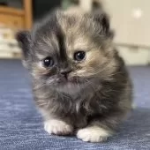 ミヌエット(長足)【愛知県・女の子・2025年10月9日・トーティーシェル】の写真11