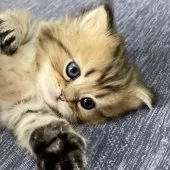 ミヌエット(長足)【愛知県・男の子・2025年4月29日・ブラウンマッカレルタビー】の写真11