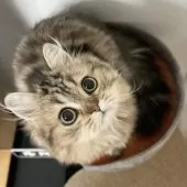 ミヌエット(長足)【愛知県・男の子・2025年5月30日・ブラウンタビー】の写真11