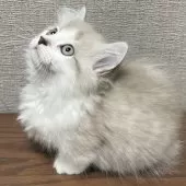 ミヌエット(短足)【愛知県・男の子・2025年8月14日・ブルーチンチラゴールデン&ホワイト】の写真2