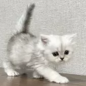 ミヌエット(長足)【愛知県・女の子・2025年4月29日・シェーデッドシルバー】の写真11