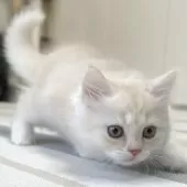 ミヌエット(長足)【愛知県・男の子・2025年10月10日・クリーム&ホワイト】の写真11