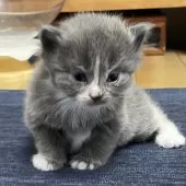 ミヌエット(長足)【愛知県・女の子・2025年9月17日・ブルーパッチドタビー&ホワイト】の写真12