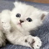 ミヌエット(長足)【愛知県・女の子・2025年4月29日・シェーデッドシルバー】の写真12