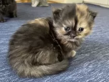 ミヌエット(長足)【愛知県・女の子・2025年10月9日・トーティーシェル】の写真12