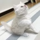 ミヌエット(長足)【愛知県・男の子・2025年10月10日・クリーム&ホワイト】の写真12