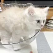 ミヌエット(長足)【愛知県・男の子・2025年10月10日・クリーム&ホワイト】の写真13