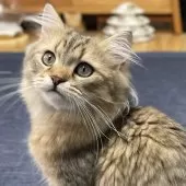 ミヌエット(長足)【愛知県・男の子・2025年4月29日・ブラウンマッカレルタビー】の写真13