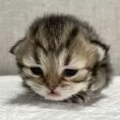 ミヌエット(長足)【愛知県・男の子・2025年5月30日・ブラウンタビー】の写真14