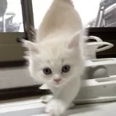 ミヌエット(長足)【愛知県・男の子・2025年10月10日・クリーム&ホワイト】の写真14