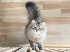 ミヌエット(長足)【愛知県・男の子・2025年4月29日・ブラウンマッカレルタビー】の写真14