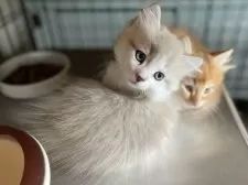 ミヌエット(短足)【愛知県・男の子・2025年8月14日・ブルーチンチラゴールデン&ホワイト】の写真11