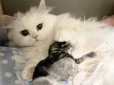 ミヌエット(長足)【愛知県・男の子・2025年5月30日・ブラウンタビー】の写真15