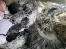 ミヌエット(長足)【愛知県・男の子・2025年10月9日・ブルーシェーデッドゴールデン】の写真15