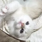 ミヌエット(長足)【愛知県・男の子・2025年10月10日・クリーム&ホワイト】の写真15