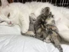 ミヌエット(短足)【愛知県・女の子・2025年6月12日・シルバーパッチドタビー&ホワイト】の写真15