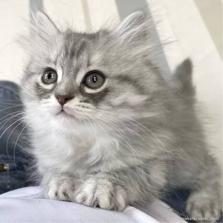 ミヌエット(長足)【愛知県・女の子・2025年10月9日・シルバータビー&amp;ホワイト】の写真1