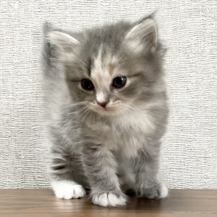 ブリーダー画像