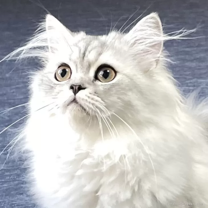 ID：2505-02700の子猫