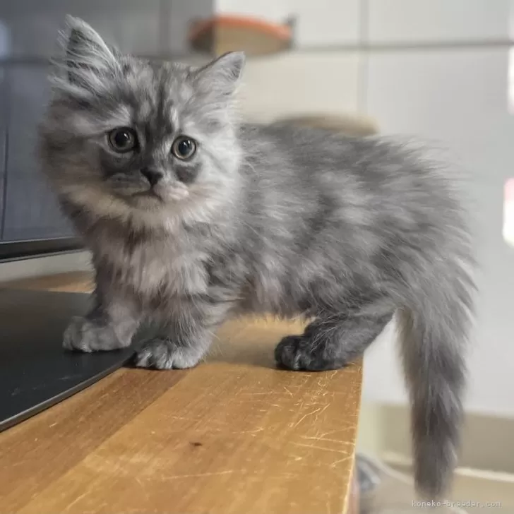 E.Y 様のお迎えした子猫