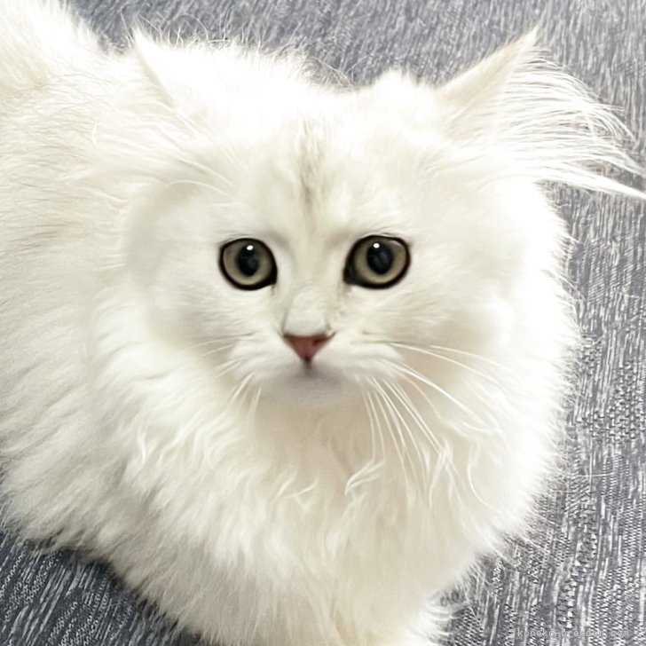 ブリーダー画像