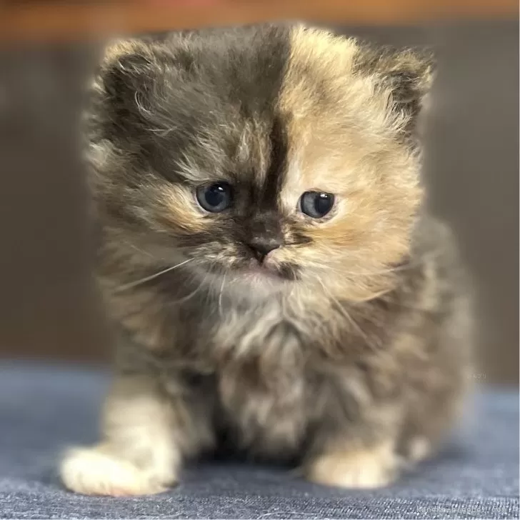 ミヌエット(長足)【愛知県・女の子・2025年10月9日・トーティー】の写真1