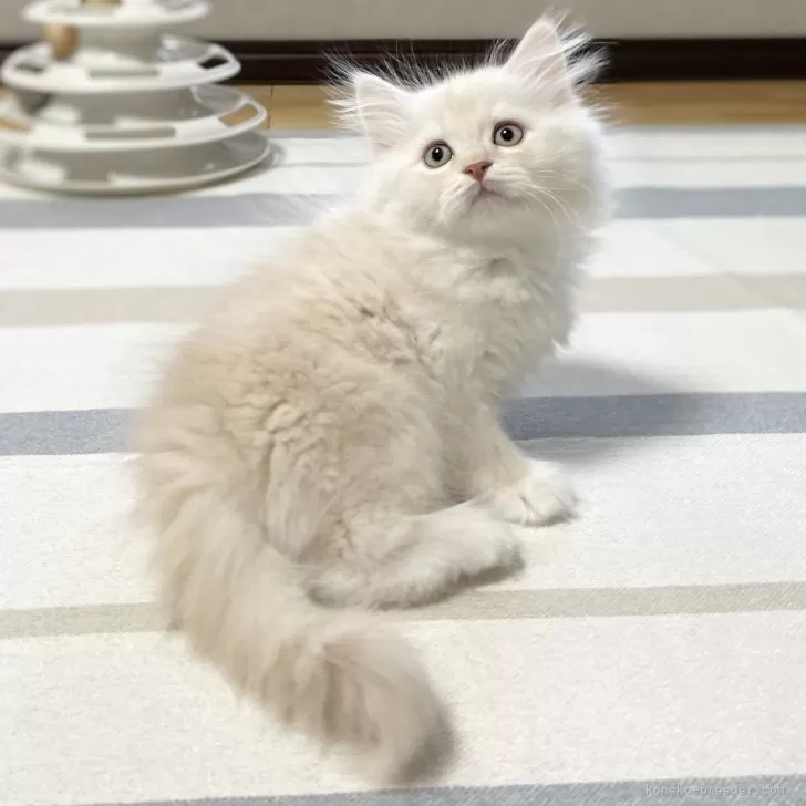 N.U 様のお迎えした子猫