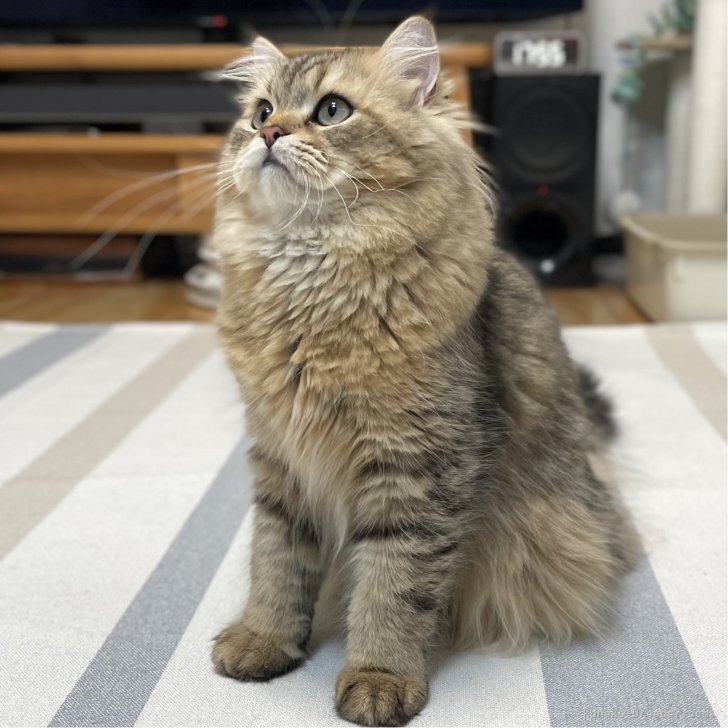 ブリーダー画像